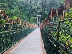 -西双版纳原始森林公园