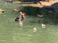 -长白岛森林公园