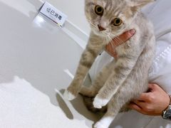 -艾贝尔宠物医院·24H转诊中心·肿瘤猫专科(江宁双龙店)