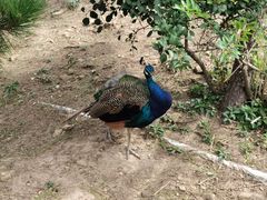 -西霞口神雕山野生动物世界