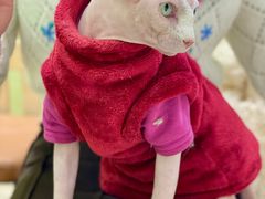 -藏猫猫咖啡主题馆(中央大道店)