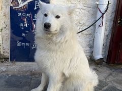 -小昭寺