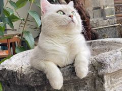 -喵屿·大理花园猫咖