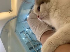 -猫域·湾主题猫咖·宠物吧(南坪城市广场店)