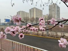 -北极寺公园
