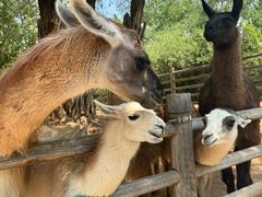 -鄂尔多斯野生动物园