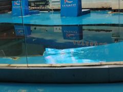 -长春中泰海洋世界