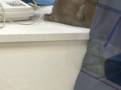 -康成宠物医院24H·CT·核磁共振