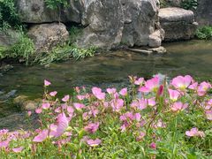 -羊山湖公园