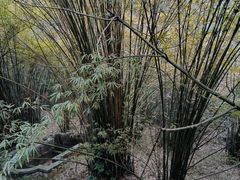 -潜山国家森林公园