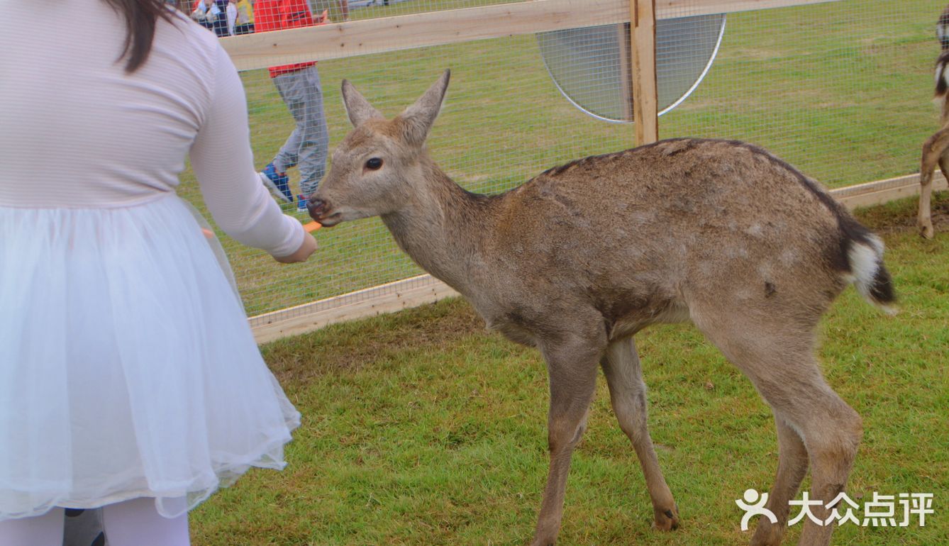 南宁鹿岛公园我来了，凑热闹真的想哭