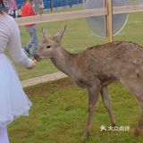 南宁鹿岛公园我来了，凑热闹真的想哭