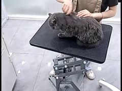 -爱洗澡的猫(天河路店)