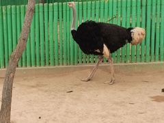 -西霞口神雕山野生动物世界