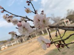 -苏州上方山国家森林公园
