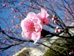 -桃花堤公园