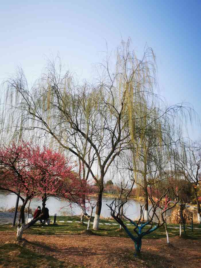 黃橋梅花園-