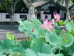 -杭州西湖风景名胜区-北街寻梦