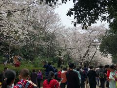 -武汉大学-樱园