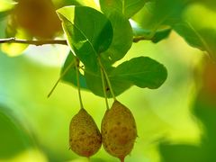 -国家植物园南园