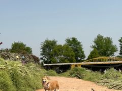 -武汉紫薇都市田园