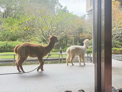 -南宁荔园维景国际酒店·荔园中餐厅