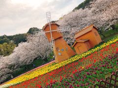 -苏州上方山国家森林公园