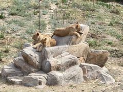 -新疆天山野生动物园