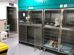 -安安宠医宠物医院·异宠·犬猫内科(岳阳分院)