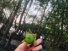 -宝安西湾红树林湿地公园