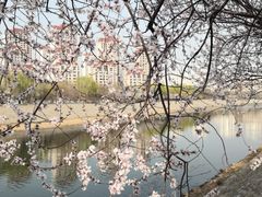 -桃花堤公园