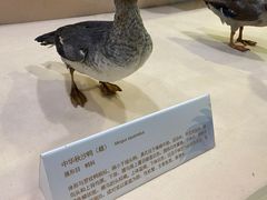 -宁波杭州湾国家湿地公园
