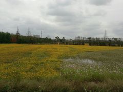 -上海长兴岛郊野公园