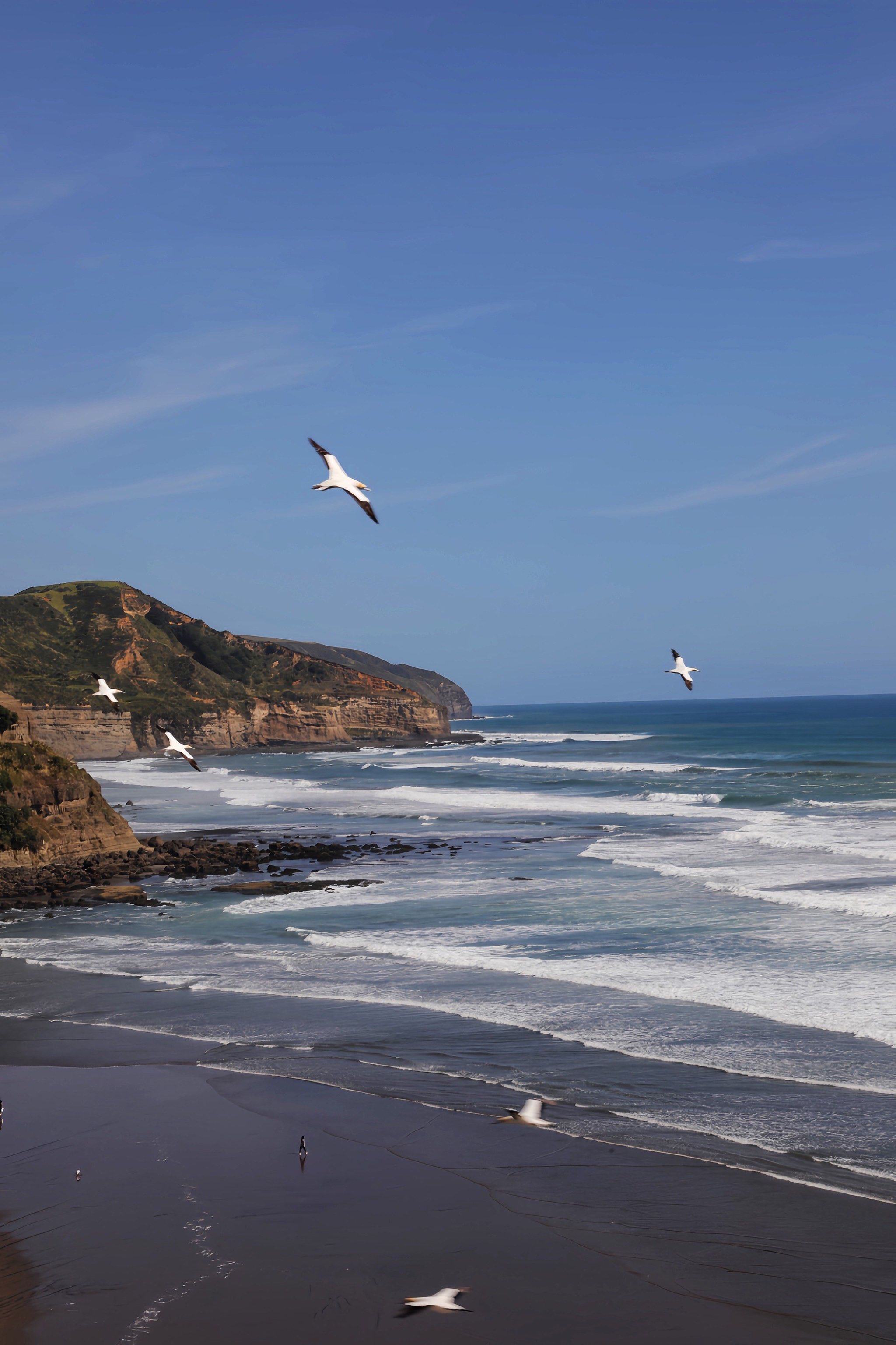 奥克兰鸟岛 (muriwai beach)