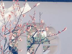 -梅花山(明孝陵内)
