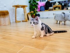-李小姐の猫咖啡馆(五角场店)
