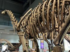 -自贡恐龙博物馆