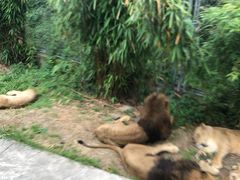 -野生动物园-停车场