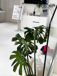-安那般那皮肤年轻化ANAPANA