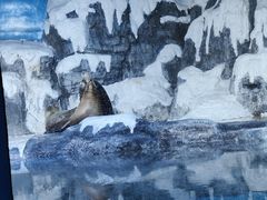 -大连老虎滩海洋公园