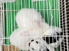 -曲阳花鸟市场(曲阳路店)