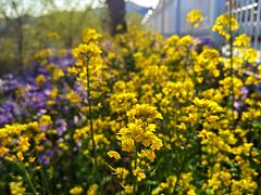 -蟠龙山长城景区