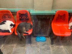 -猫咪博物馆(顶澳仔猫街店)