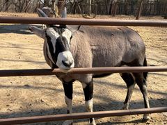-大连森林动物园