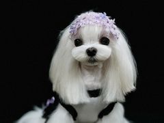 -鑫艺宠物美容培训学校