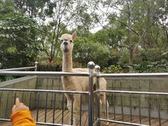 -上海崇明金茂凯悦酒店