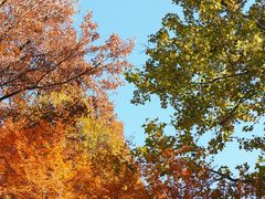 -杭州半山国家森林公园