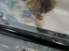 -汪喵宠物医院·骨科心脏影像·犬猫急重症ICU诊疗中心(成华分院)