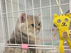 -暖阳宠物医院·犬猫康复中心·骨科
