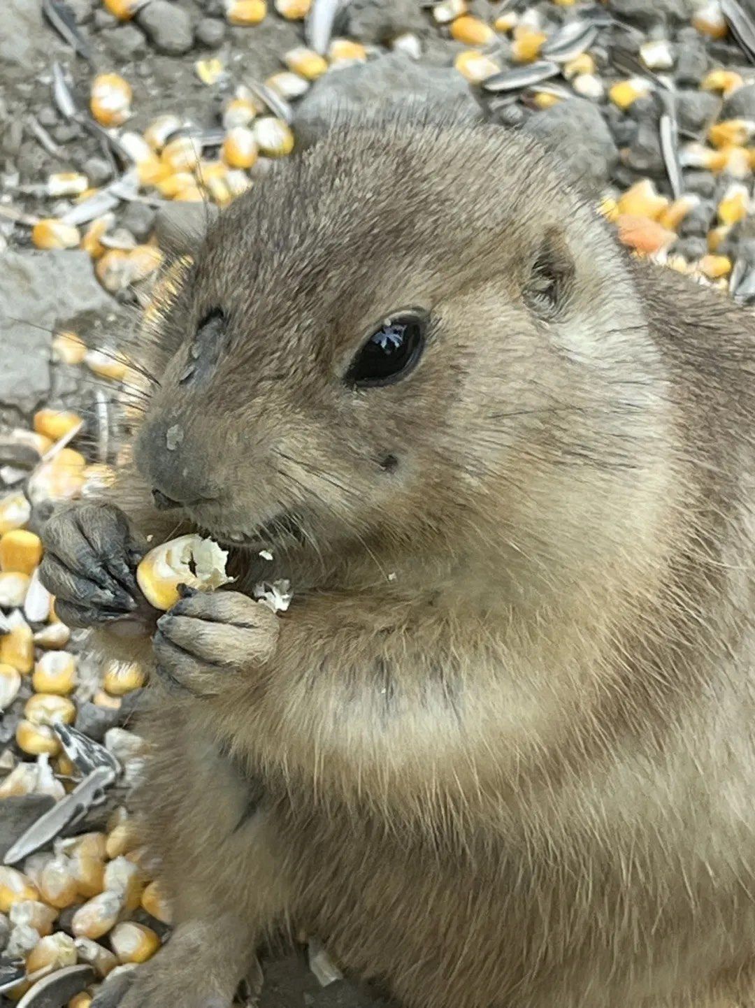 玩转这座城 
静静地看着它,悄悄地出来,又回去,再出来,旁若无人的吃